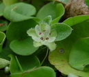 شبدر آمریکایی,چمن هلندی,شبدر زینتی,kidney grass,Lawn substitute

